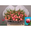 tulipe COLUMBUS - Triflor
