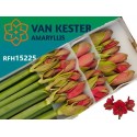 amaryllis GA HERCULES - Van Kester Amaryllis