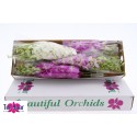 Dendrobium Pastel Color Mix - Ter Haar...