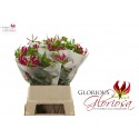 Gloriosa rothschildiana lang water -...