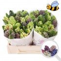 HYACINHE 4 klmix 566 - Floral Colors BV