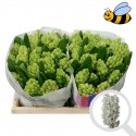 HYACINTHE blanc King 566 - Floral Colors BV