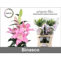lilium Binasco 4+ - Gentily