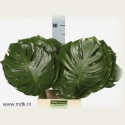 MONSTERA feuillage - MDK Quality Greens