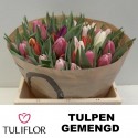 TU Enkel Gemengd - Tuliflor