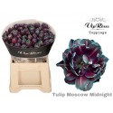 tulipe DOUBLE Moscow blanc MIDNIGHT - Vip...