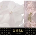 VANDA TAYAN DIAM WHI - Ansu