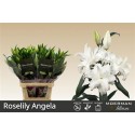 LI ROSELILY ANGELA 4+ - .