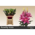 LI ROSELILY VIOLA 4+ - .