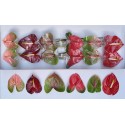 anthurium Meng12 - Rainbow Flowers