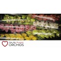 orchidé 80 cm gemengd - v.d. Houwen...