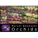 orchidé MI varié 50 - Marcel Beemster Orchids