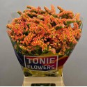 statice ROYAL ORANGE - TONIE Flowers