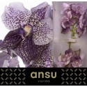 VANDA DI ANT MAUV PL - Ansu