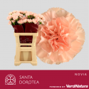 œillet gros Novia SEL - Santa Dorotea