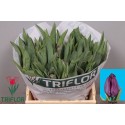 tulipe SAIGON - Triflor