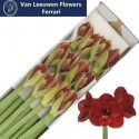 amaryllis GA FERRARI - Boers Amaryllis