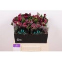 Helleborus Mammoth Red - Marginpar / KD