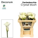 calla Crystal Blush blanc - Future Flowers