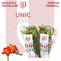 freesia FIREBALL - UNICGOLD Tesselaar