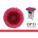 GE MB POM GONZO - Schouten Opti-Fleurs BV