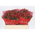 hypericum RED LIGH ROMANCE - Latitude Zero