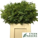Pistacia overig (feuillage) 60cm - Steen...