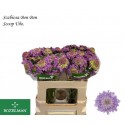 Scabiosa Atropurpurea Bon Bon Scoop Ube -...