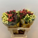 hypericum MAG varié - Mijo Flowers TW