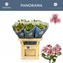 Alstroemeria Panorama 45gr - Tesselaar...