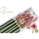 amaryllis Showmaster 15 - Mts. Evers vd Sandt