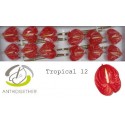 anthurium Tropical rouge - Anthogether...