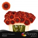 GE MB POMPONI RIZZO - Florein Gerbera's BV