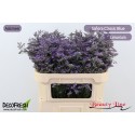 Limonium Safora Classic Blue - Beauty Line