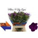 PHLOX P SKY EYES - YZM Lev Flowers Ltd