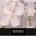 VANDA KAN ANSU NO. 1 - Ansu