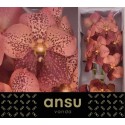 VANDA SU LEOP CORAL - Ansu
