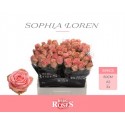 R Gr sophia loren - Van den Berg Roses