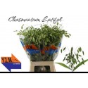 CHASMANTH LATIFOLIUM - YZM Lev Flowers Ltd