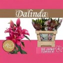 lilium double DALINDA 5+ - .