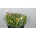 Tulp. mix p/10 - Kariflex Bv