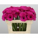 germini Anna - Topline Gerbera