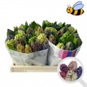 HYACINTHE 4 klmix 566 - Floral Colors BV