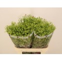 Limonium China Summer - Imani Flowers Ltd