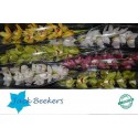 orchidé varié 80 - Jack Beekers VOF