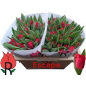 TU Escape rouge - P. Ruiter & Zn