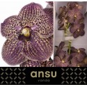 VANDA SU CHOC BROWN - Ansu