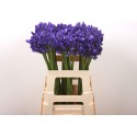 Agapanthus (Funnel Grp) Eyfori Blue -...