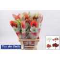 amaryllis varié - van der Ende Flowers