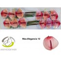 anthurium MAX ELEGAN - Anthogether Wijnen